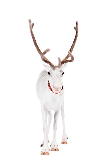 istock Reindeer or caribou, on the white background 509961411