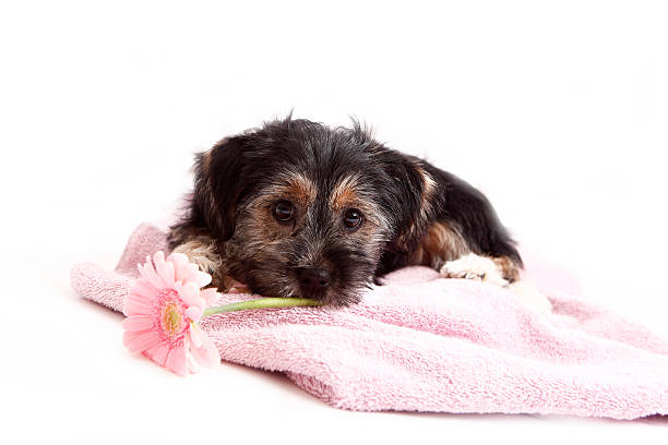 istock Young Terrier Mix on the blanket 509961803