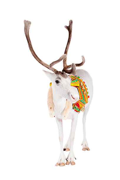 istock Reindeer or caribou wearing traditional harness 509962023