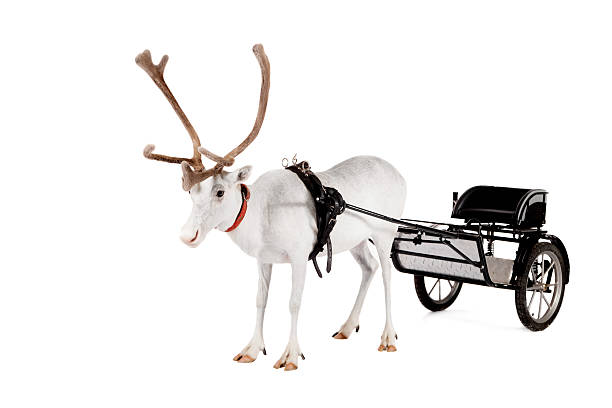 istock Reindeer or caribou wearing europian harness 509962033