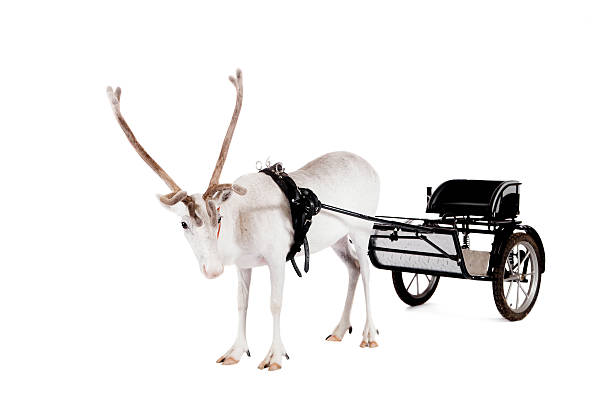 istock Reindeer or caribou wearing europian harness 509962061