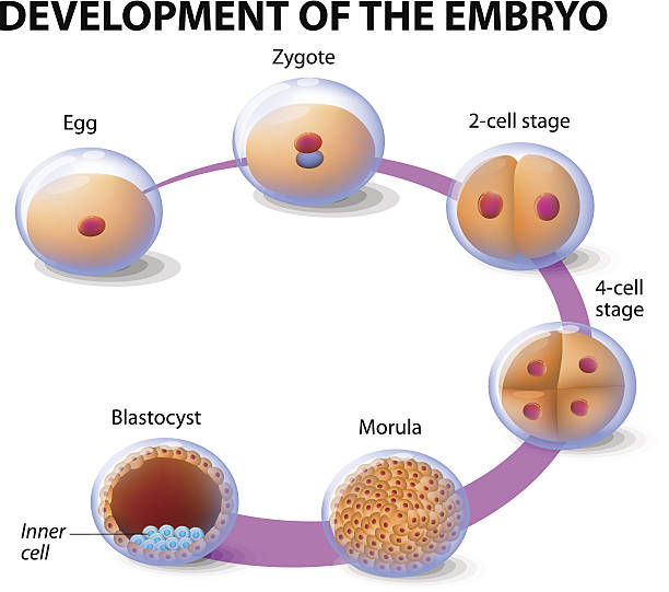 development of the human embryo Early human embryonic development. fertilized egg stock illustrations