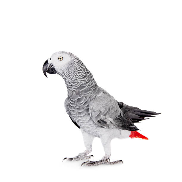 istock African Grey Parrot, isolated on white background 509962729