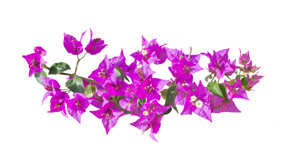 Bougainvillea garland isolated on white