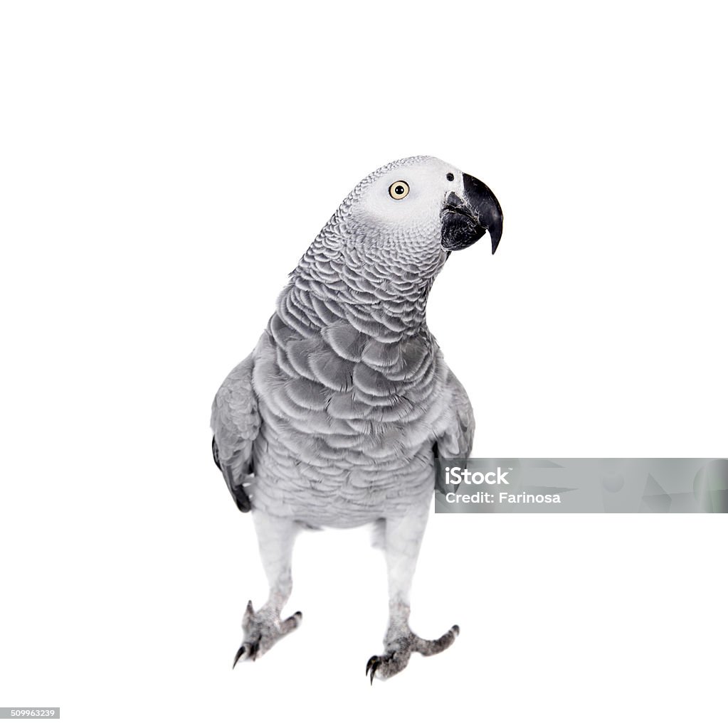 African Grey Parrot, isolated on white background African Grey Parrot, Psittacus erithacus, isolated on white background African Grey Parrot Stock Photo