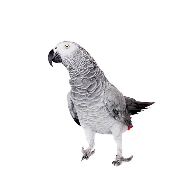 istock African Grey Parrot, isolated on white background 509963241