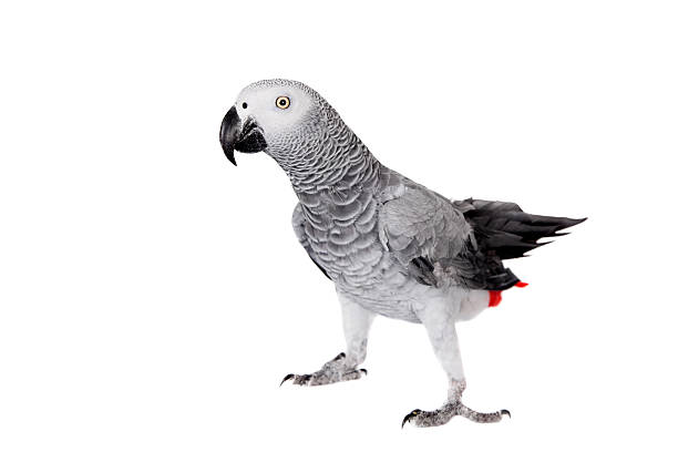 istock African Grey Parrot, isolated on white background 509978503