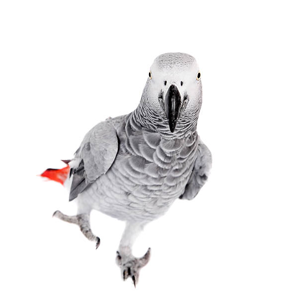 istock African Grey Parrot, isolated on white background 509978527