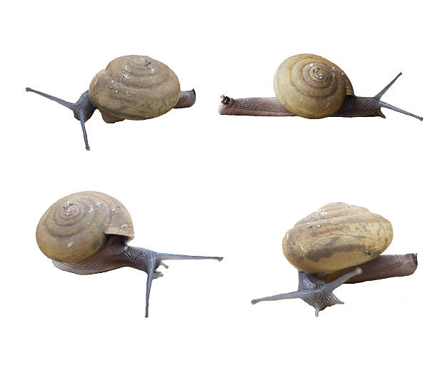 istock Garden snail isolated on white background 509978649