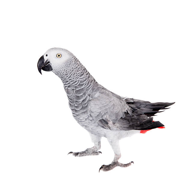 istock African Grey Parrot, isolated on white background 509978705