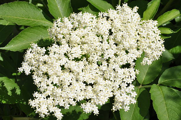 istock Elderflower with green leaves 509978829
