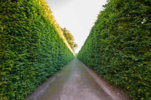 Hedges in a labyrinth