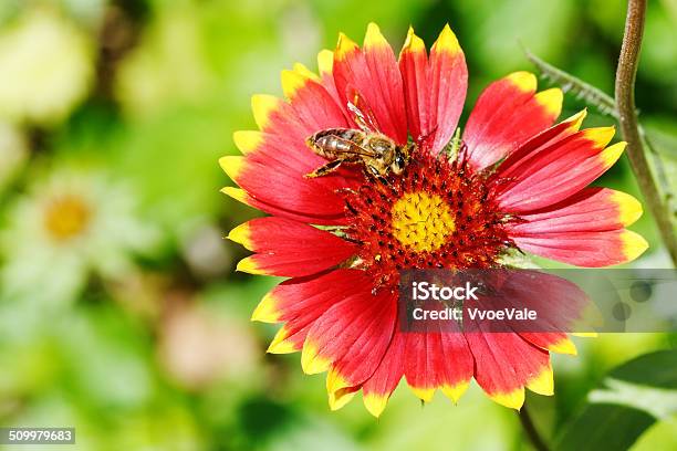 Bee Collects Blossom Dust From Gaillardia Flowers Stock Photo - Download Image Now - Agricultural Field, Bee, Blossom