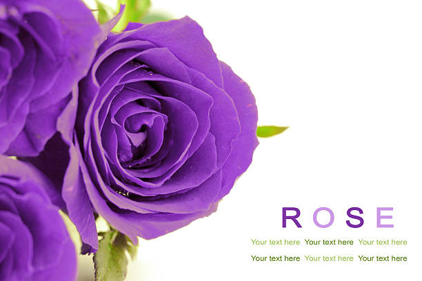Violet roses on white background. Greeting card.