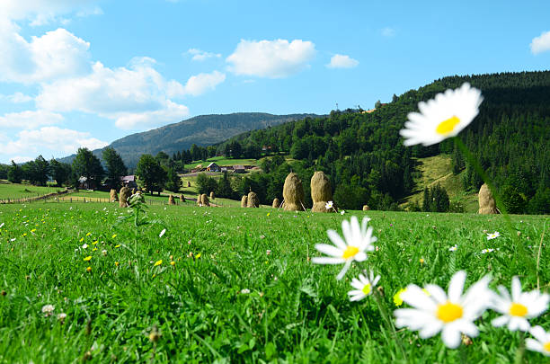 istock Wildflowers Landscape 509979695
