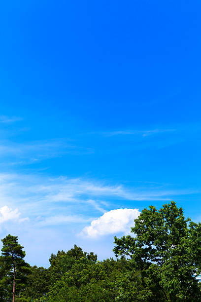 istock Blue sky, white clouds and green leaves 509979775