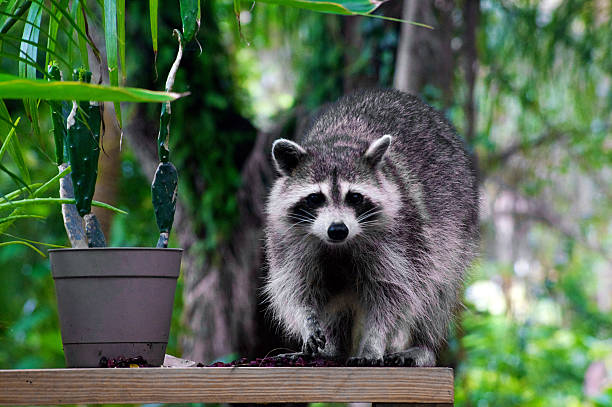 istock wild raccoon looking at viewer 509980033