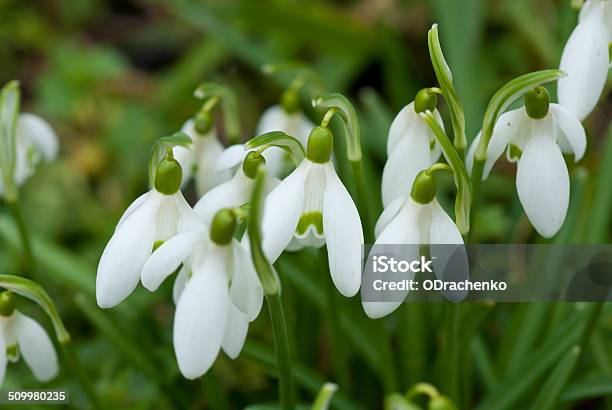 Spring Galanthus Stock Photo - Download Image Now - Botany, Close-up, Extreme Close-Up