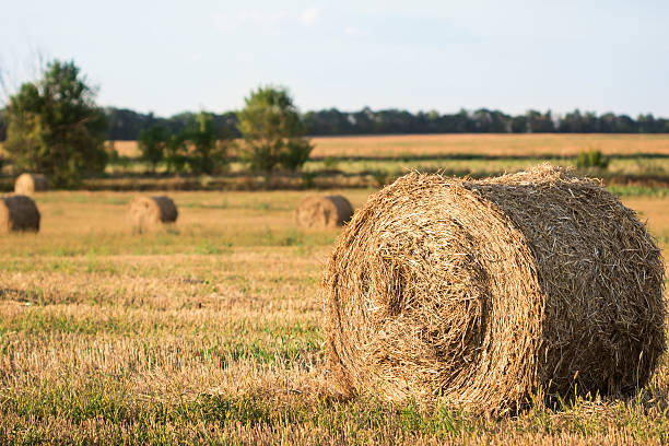 istock Straw bales on farmland 509980245