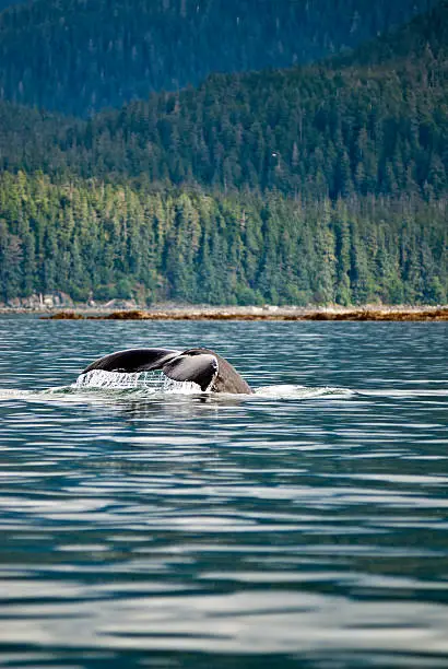 Whale watching adventure from Juneau Alaska , Marine life , Humpback whale tail