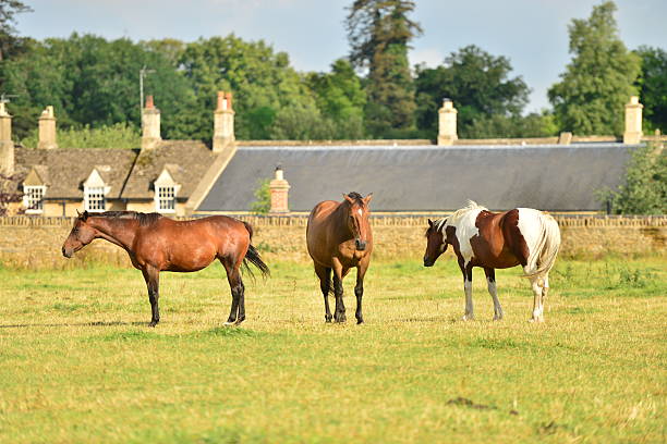 istock Horses In Corral 509981587
