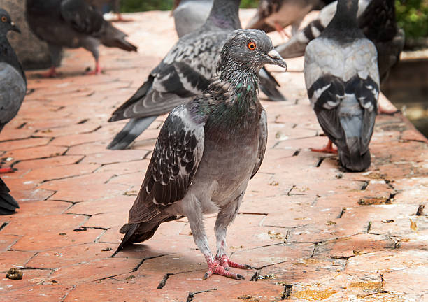 istock close up rock pigeon on dirty floor 509982093