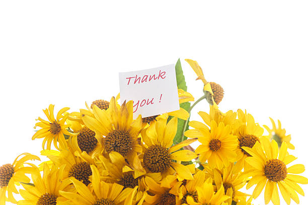 daisy bouquet bouquet of yellow  daisies on a white background mothers day horizontal close up flower head stock pictures, royalty-free photos & images