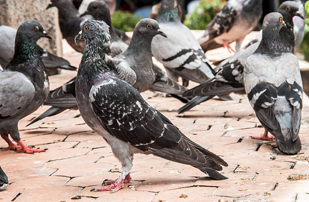 istock close up rock pigeon on dirty floor 509982275