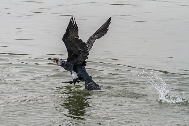 kormoran (phalacrocorax carbó) - crested cormorant stock-fotos und bilder