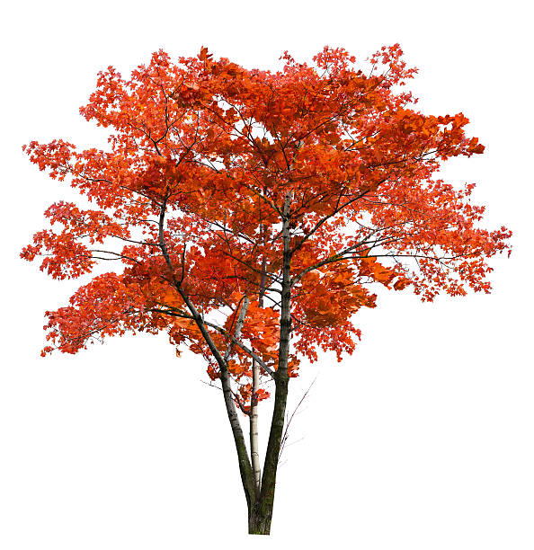 яркие большой красный изолированные клён - maple tree autumn tree vibrant color стоковые фото и изображения