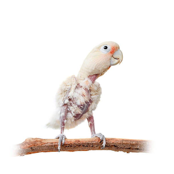 Tanimbar corella or Goffin's cockatoo on white Tanimbar corella, Cacatua goffiniana, or Goffin's cockatoo isolated on white sulphur crested cockatoo (cacatua galerita) stock pictures, royalty-free photos & images