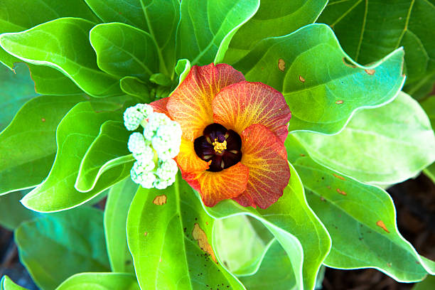 istock Hibiscus tiliaceus flower in Okinawa 509983201