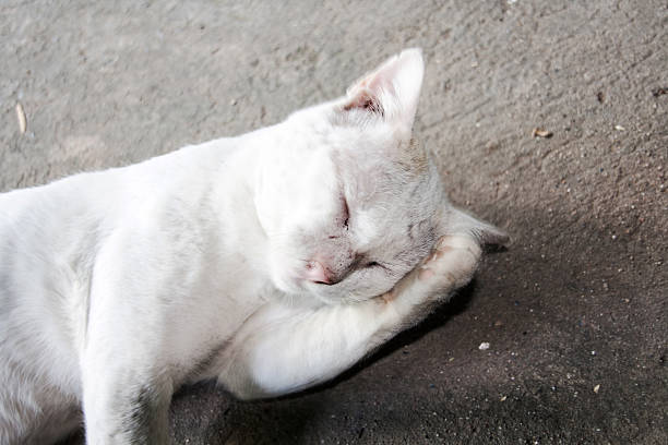 istock close up Thai stray cat face in confuce action 509983319