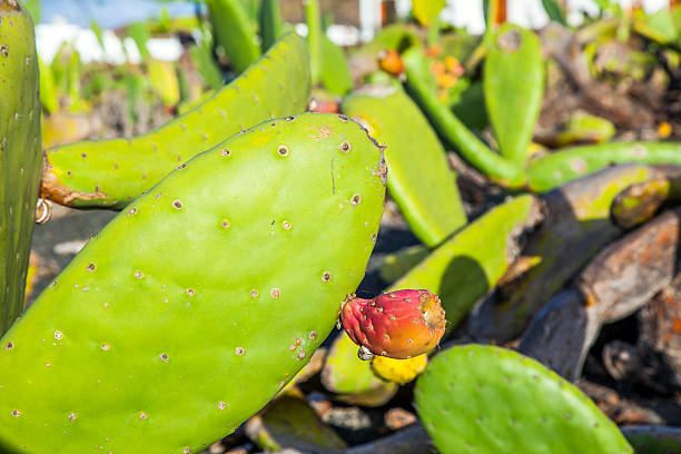 istock green cactus leave with fruit in detail 509984109