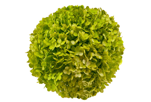 flower in a green ball isolated on white
