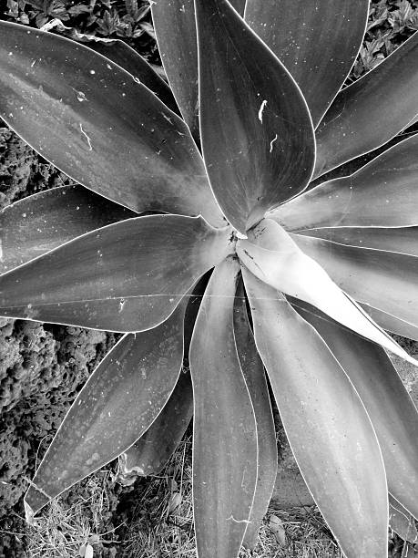 istock Close up of a Plant 509984931