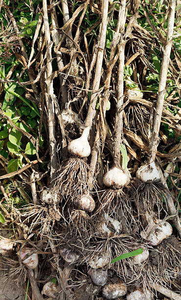 istock stems and garlic bulbs in garden 509985425