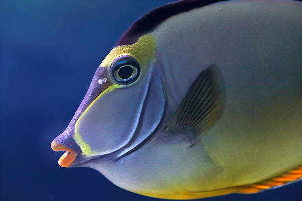 Face of an elegant unicornfish The face of an elegant unicornfish, Naso elegans. This fish can be found in coral reefs in the Indian Ocean naso elegans stock pictures, royalty-free photos & images