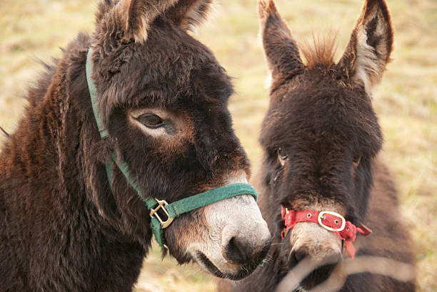 istock Pair of donkeys. 509985969