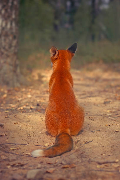 Vermelha Fox - foto de acervo