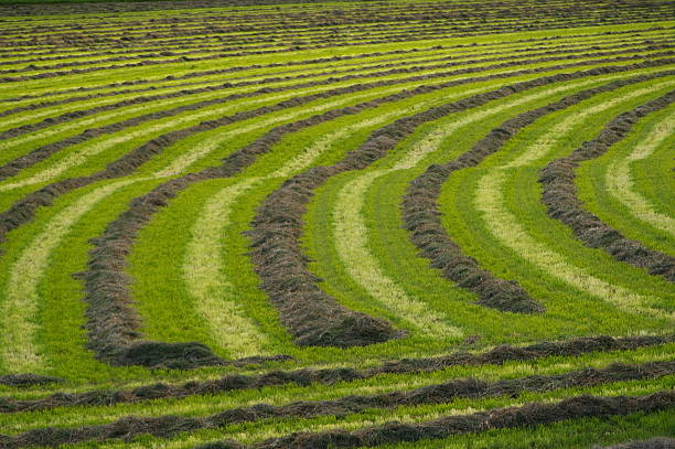 istock vibrant green fresh cut hay in field 509986243