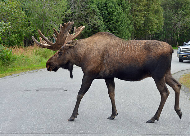 Moose crossing road, Alaska Huge bull moose crosses a street in Anchorage city park, Alaska. anchorage alaska photos stock pictures, royalty-free photos & images