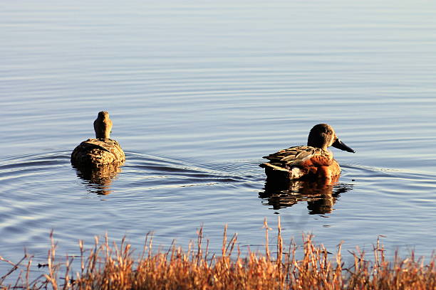 istock Pair of Shoveler Ducks 509989352