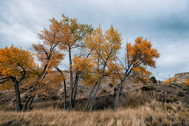 istock Landscape in Colorado 509989710