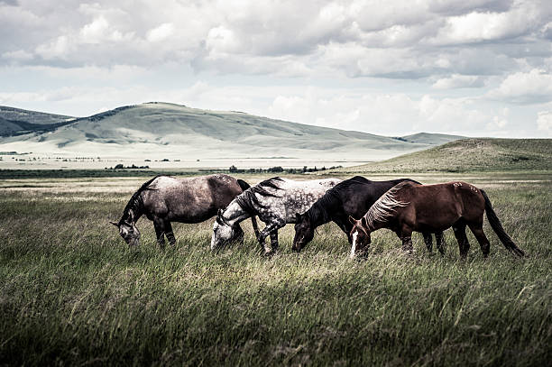 Wyoming Wild Horses Wild horses in Wyoming mustang wild horse photos stock pictures, royalty-free photos & images