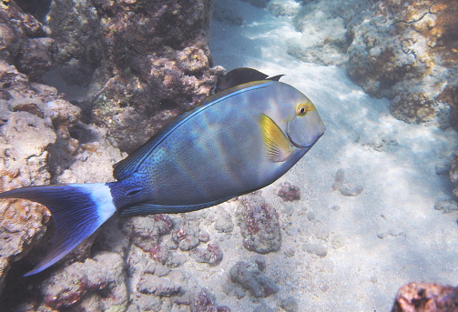 The Yellowfin Surgeonfish as seen in the warm tropical waters around the island of Oahu in the Hawaiian Archipelago.