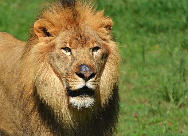 istock Serengeti Lion 509991410