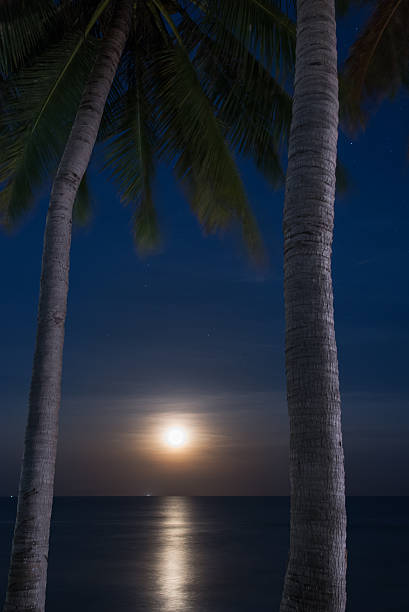 istock Palm Trees and Moon at Night time 509992124