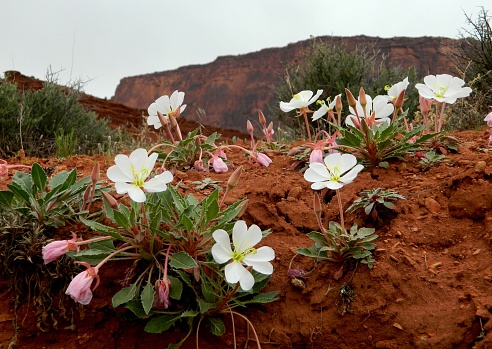 Wild flowers of the southeastern Utah Desert