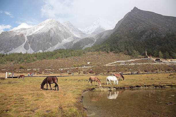 istock horse eating at Yading Nature Reserve 509992964